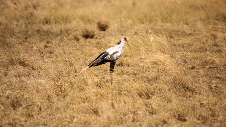 Secretary bird (Sagittarius serpentarius) in yellow bush. Amboselli national park, Kenyaの写真素材