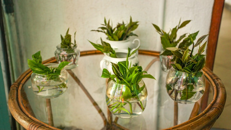 Fresh tea leaves in vases with water on a glass table displayed at tea factory. Kandy, Sri Lankaの写真素材
