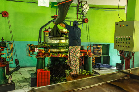 Kandy, Sri Lanka - April 12th, 2017: Unknown female worker at Kadugannawa Tea Factory operates raw tea humidifying machine during tea factory tour.のeditorial素材