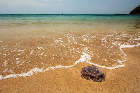 Dangerous purple jellyfish on perfect beach shore, with sea on horizon. Koh Lanta, Thailandの写真素材