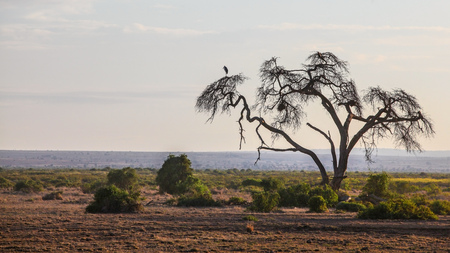 African savanna, flat land with silhouette of one dry tree, heron bird sitting on the top branch. Amboseli national park, Kenyaの写真素材