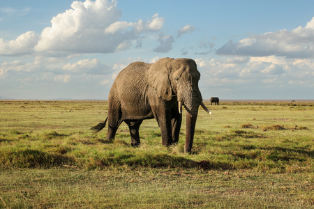 African bush elephant (Loxodonta africana), bottom part of his body wet from bathing, walking on grass plains, with other one in background. Amboseli National Park, Kenya.の写真素材