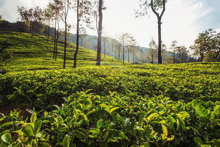 Morning sun lit tea gardens, fields of green leaves with some trees. Kandy, Sri Lankaの写真素材