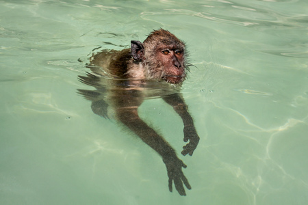 Crab-eating macaque monkey (Macaca fascicularis) swimming in sea water. Koh Phi Phi, Thailand.の写真素材