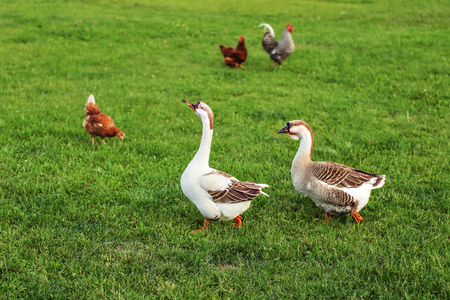 Couple of geese, walking on green farm grass, with hens in background.の写真素材