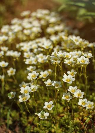 Shallow depth of field photo, only few petals in focus - small white flowers lit by afternoon sun. Abstract spring background.の写真素材