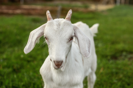 Closeup - head of young goat kid on green grass, looking straight to camera.の写真素材