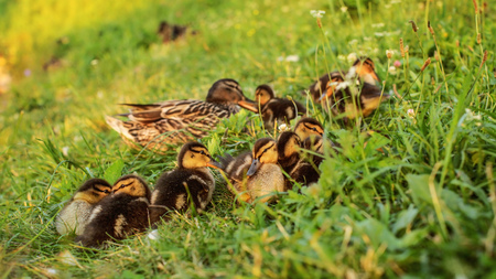 Group of mallard ducklings with mother duck in background, getting ready to sleep in afternoon sunset light.の写真素材