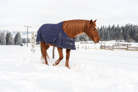 Brown horse walking in snow, covered with a blanket coat to keep warm during winter, wooden ranch fence and trees in backgroundの写真素材