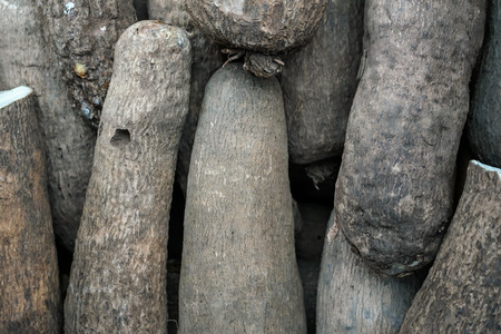 Puna yam roots displayed at food market, plant skin detailの写真素材