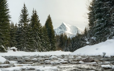 Moring scene - winter forest river, stones covered with ice, coniferous trees on both sides, mount Krivan Slovak symbol in distanceの写真素材