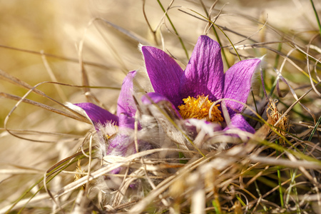 Sun shines on bright pink purple pasque flowers Pulsatilla grandis growing in dry grassの写真素材