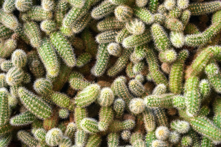 Top down view, detail on many small cacti growing one over other, abstract cactus background.の写真素材