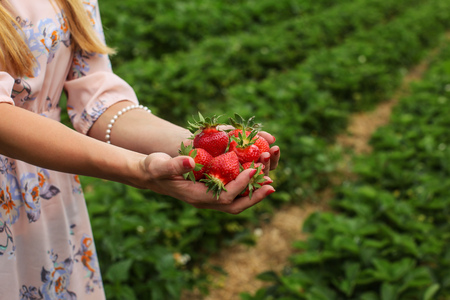 Young woman hands holding freshly harvested strawberries, self picking strawberry field in background.の写真素材
