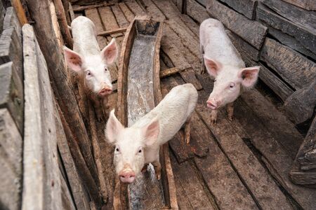 Three small pigs in small wooden stall, people are poor in Madagascar so even animals are rather...