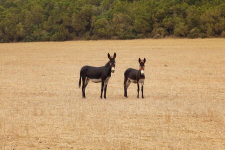 Two wild donkeys as can be seen outdoor in  Karpass region of Northern Cyprus.