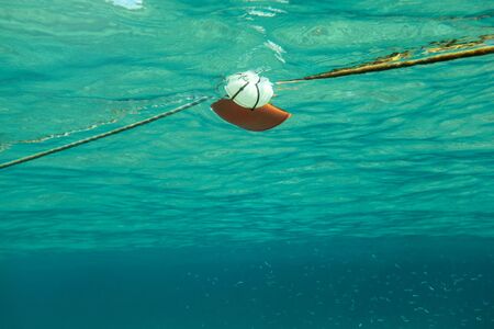 Swimming towards rope with red sea buoy, shoal of small fish on the right. Abstract marine...