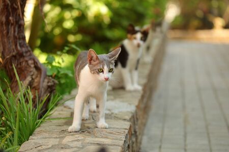 White and gray stray cat walking on curb of pavement, another one behind, sun light summer garden/park in background.の写真素材