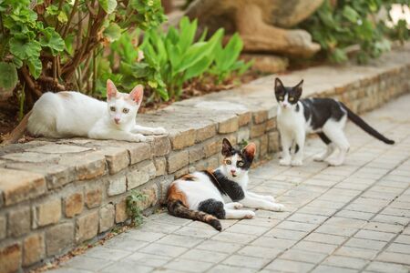 Three colours (white black orange) cat, lying on the pavement in garden, with two more stray cats...
