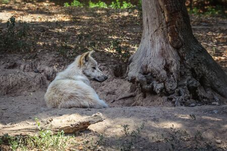 White wolf (Canis lupus arctos) resting by the tree.の写真素材