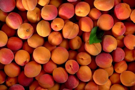 Top down view, pile of apricots, and one green leafの写真素材