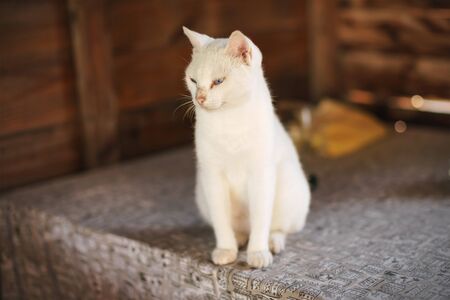 White cat sitting on table in wooden beach hutの写真素材