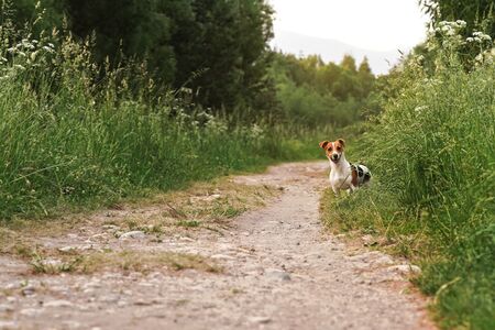 Small Jack Russell terrier standing on dusty road looking to camera, her mouth open, grass growing on both sides, trees at backgroundの写真素材