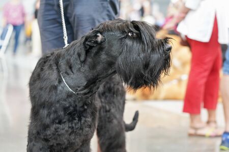 Closeup of black Giant Schnauzer aka Riesenschnauzer dog head, blurred people legs in backgroundの写真素材