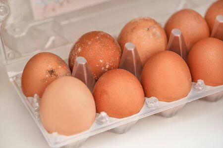 Mildew growing on rotten eggs stored in wet fridge for long time. Mouldy food gone bad