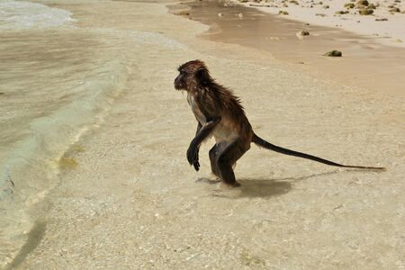 Dark brown wet monkey - crab eating macaque - Macaca fascicularis - standing on sun lit beach in...