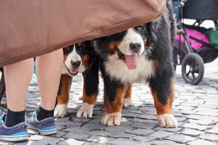 Two Bernese Mountain Dogs standing on cobblestone sidewalk, heads hidden behind piece of cloth, owner legs nearの写真素材