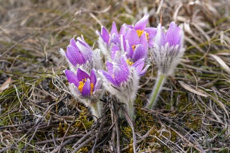 Purple greater pasque flowers - Pulsatilla grandis - wet from dew, growing in dry grass and moss,...