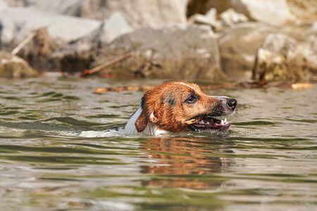 Jack Russell terrier swimming with wooden stick in teeth, only her head visible above water.の写真素材