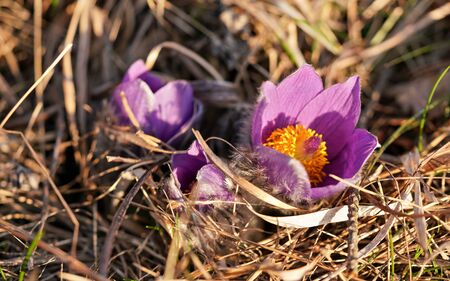Purple greater pasque flower - Pulsatilla grandis - growing in dry grass, close up detail.