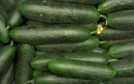 Green cucumbers displayed at food market, detail from above.の写真素材