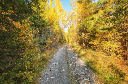 Dust and rock forest road, autumn coloured trees on both sides, sun backlight in backgroundの写真素材