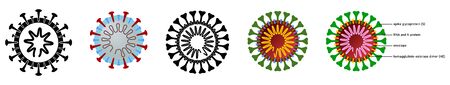 Coronavirus (covid-19 disease) drawing with structure explained, black, white and colour versionsのイラスト素材