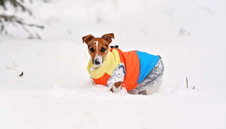 Small Jack Russell terrier dog in bright orange yellow and blue winter jacket crawling through deep snowの写真素材