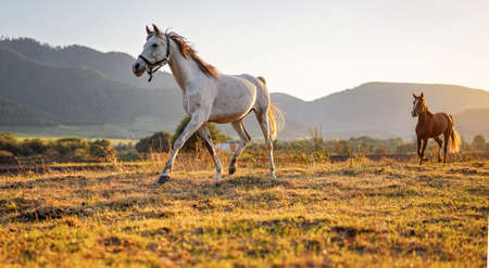 White Arabian horse walking on grass field another brown one behind, afternoon sun shines in...