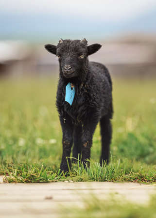 Small black ouessant or Ushant sheep lamb on green spring grass, blue tag on neckの写真素材
