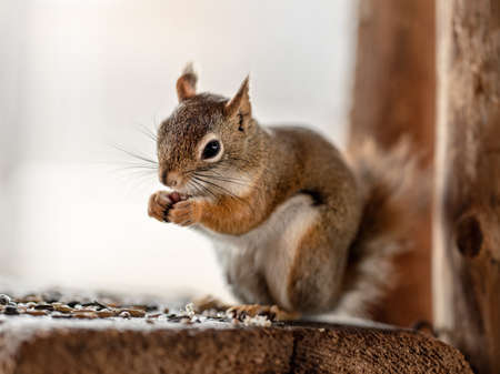 American red squirrel Tamiasciurus hudsonicus eating seeds, closeup detailの写真素材