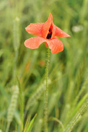 Fresh young wild red poppy flower, blossom covered with rain drops growing in green field of unripe wheat, closeup detailの写真素材