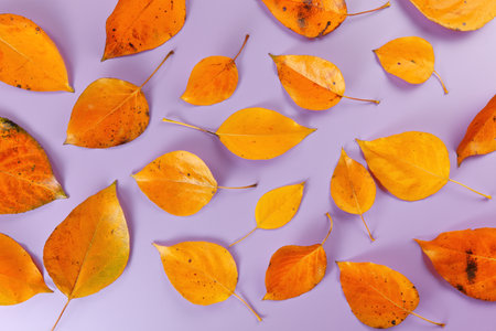 Orange coloured autumn leaves on lilac board, closeup top down viewの写真素材