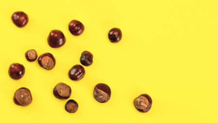Top view, horse chestnuts (Aesculus hippocastanum) spilled on yellow board, space for text on the right. Autumn background.の写真素材