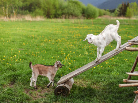 Two young goat kids playing on wooden board, meadow with dandelions in background.の写真素材