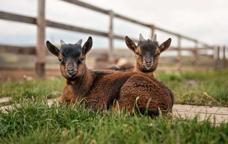 Two brown baby goat kids sitting in low grass at farmの写真素材