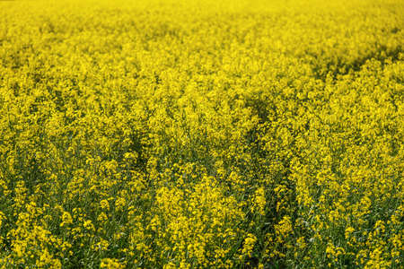 Bright yellow rapeseed Brassica napus flowers growing on field.
