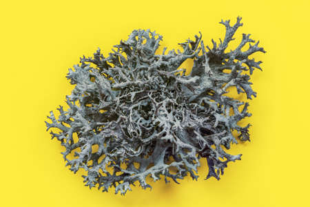 Detail of Icelandic lichen (Cladonia rangiferina) structure on yellow board. Abstract organic ...