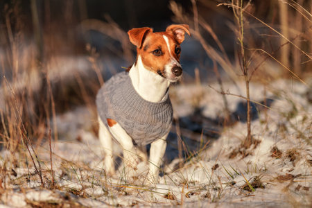 Small Jack Russell terrier walking on snow covered forest path wearing warm grey jumper, sun shines to herの写真素材