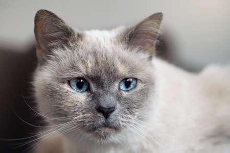 Older gray cat with piercing blue eyes, closeup detailの写真素材